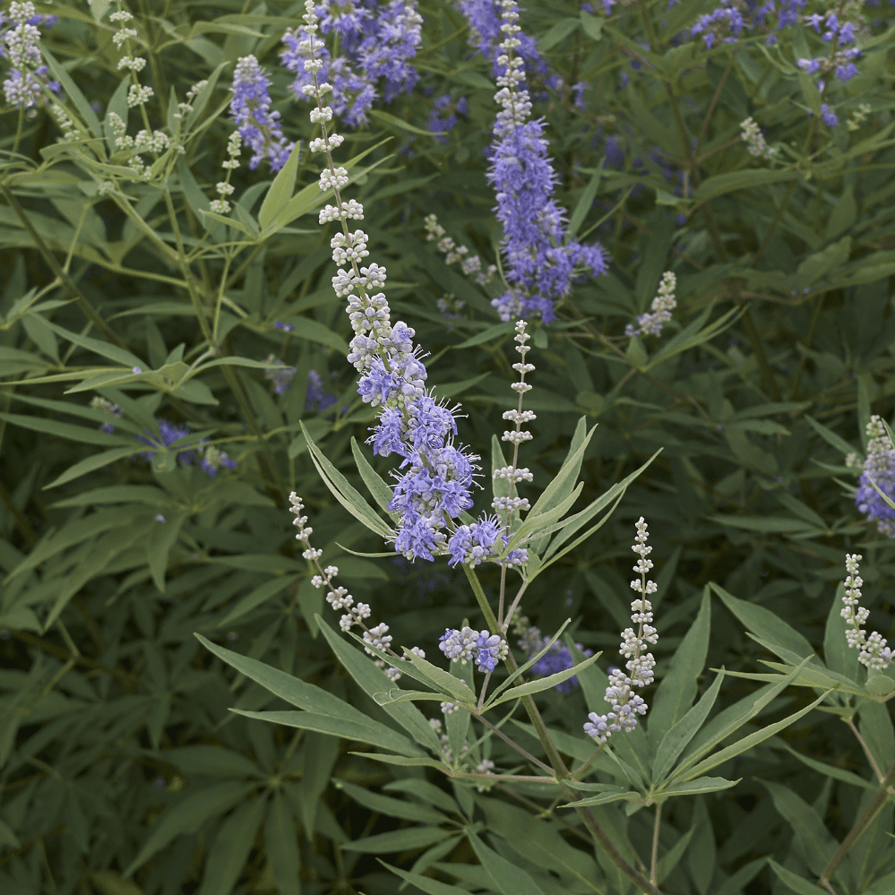 A photography of chaste tree plant and flower