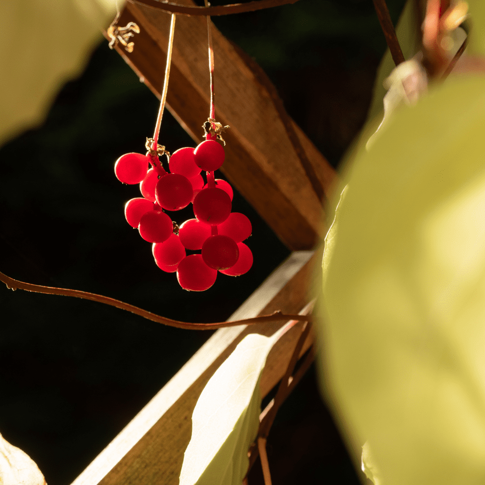 A photography of red schizandra fruit