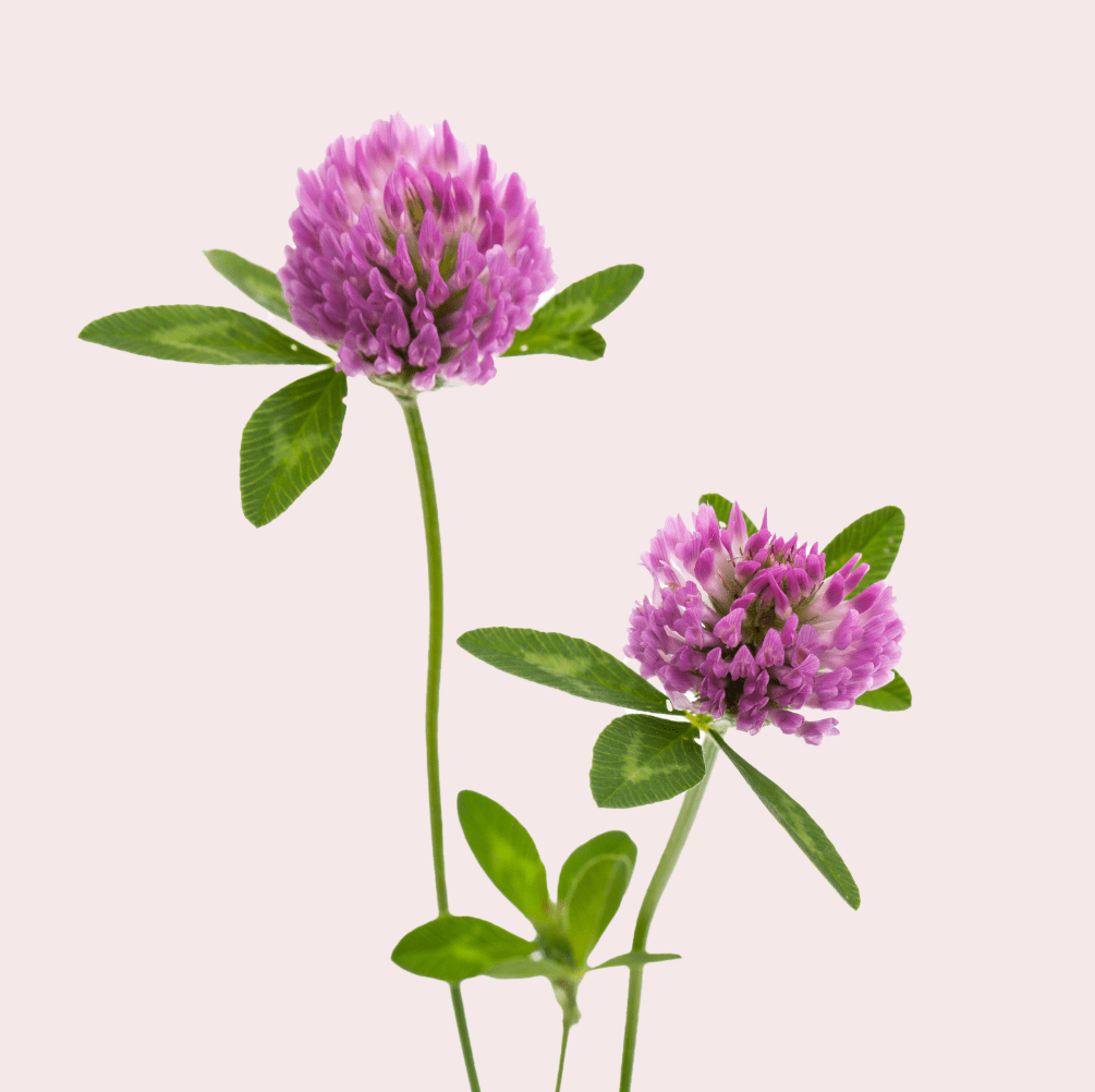 A photograph of red clover flowers